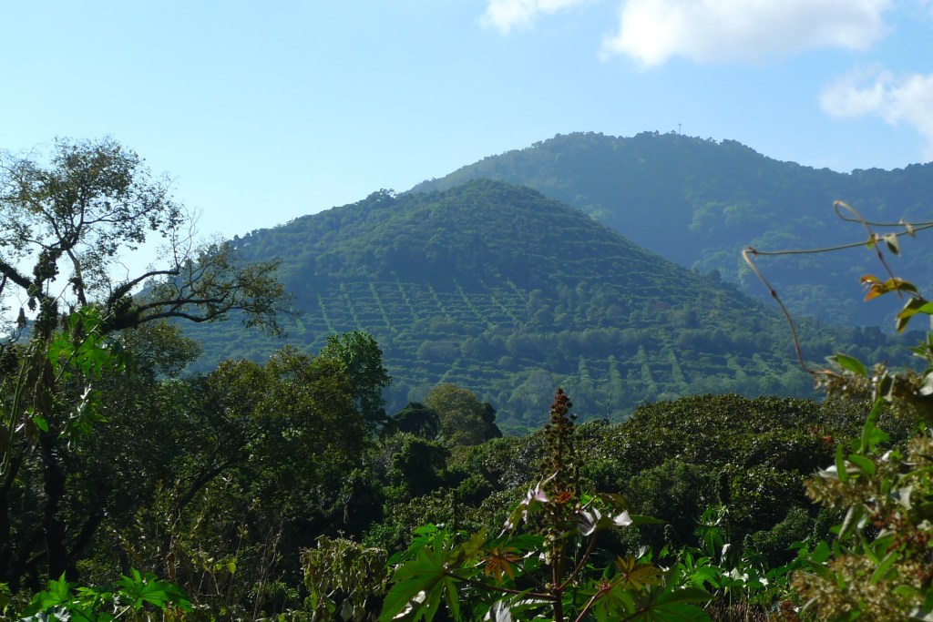 el-salvador-coffee-plantations
